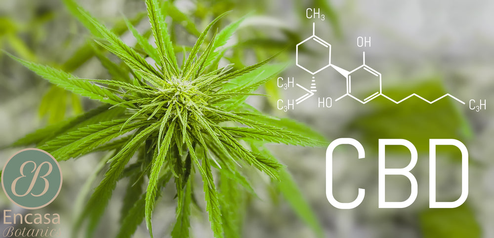 What Drugs Should Not Be Taken With CBD